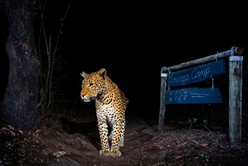 Musekese Camp Musekese Camp: Leopard im Camp