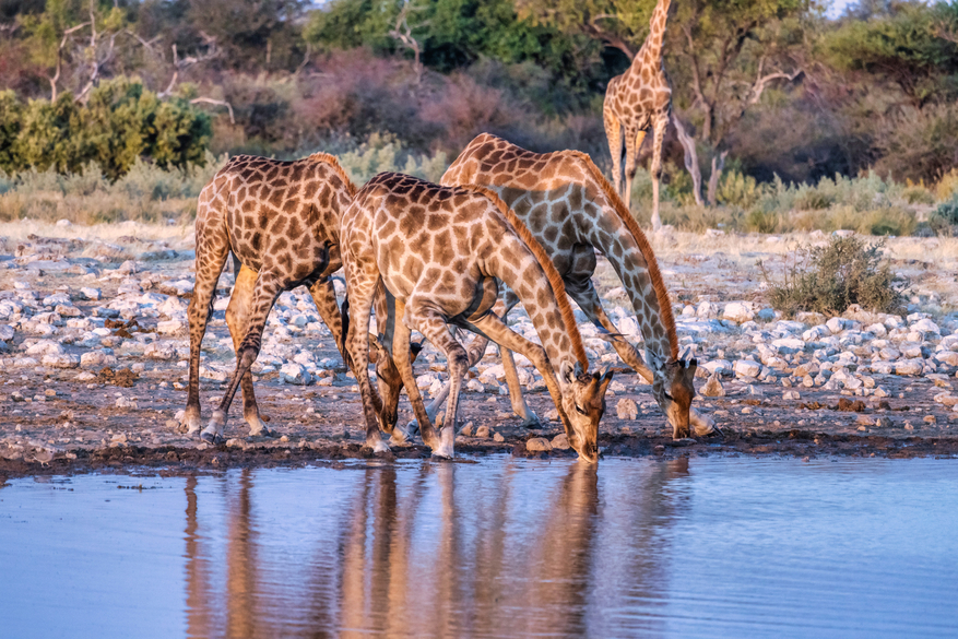 Mushara Game Drive