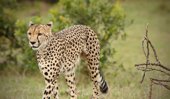 Naboisho Camp: Gepard