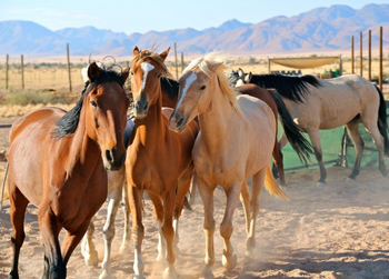 Namib Outpost: Pferde auf der Ranch