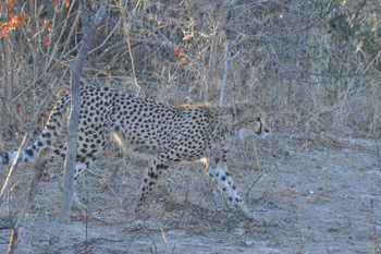 Nanzhila Plains Camp: Gepard