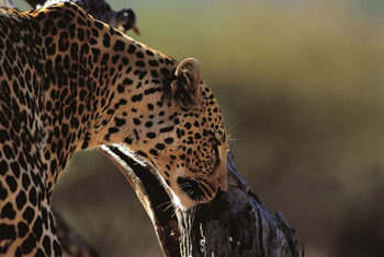 Okonjima Plains Camp: Leopard