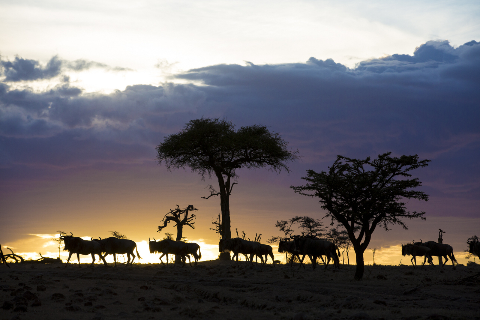 Olakira Migration Camp Olakira Migration Camp: Gnus vor dem Abendhimmel
