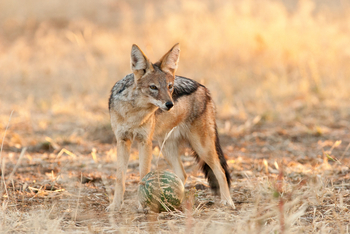 Old Traders Lodge: Schakal