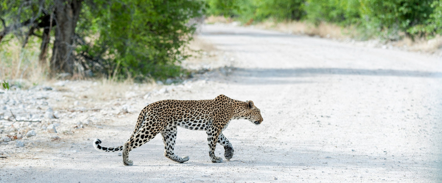 Onguma Reserve