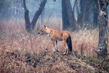Pench Jungle Camp: Rothund