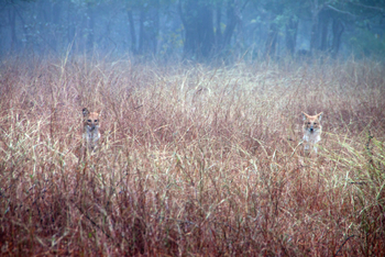 Pench Jungle Camp: Zwei Rothunde