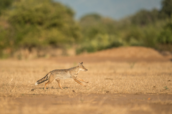 Royal Zambezi Lodge: Jackal