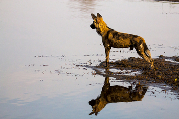 Selinda Explorers Camp Selinda Explorers Camp: Gespiegelter Wildhund
