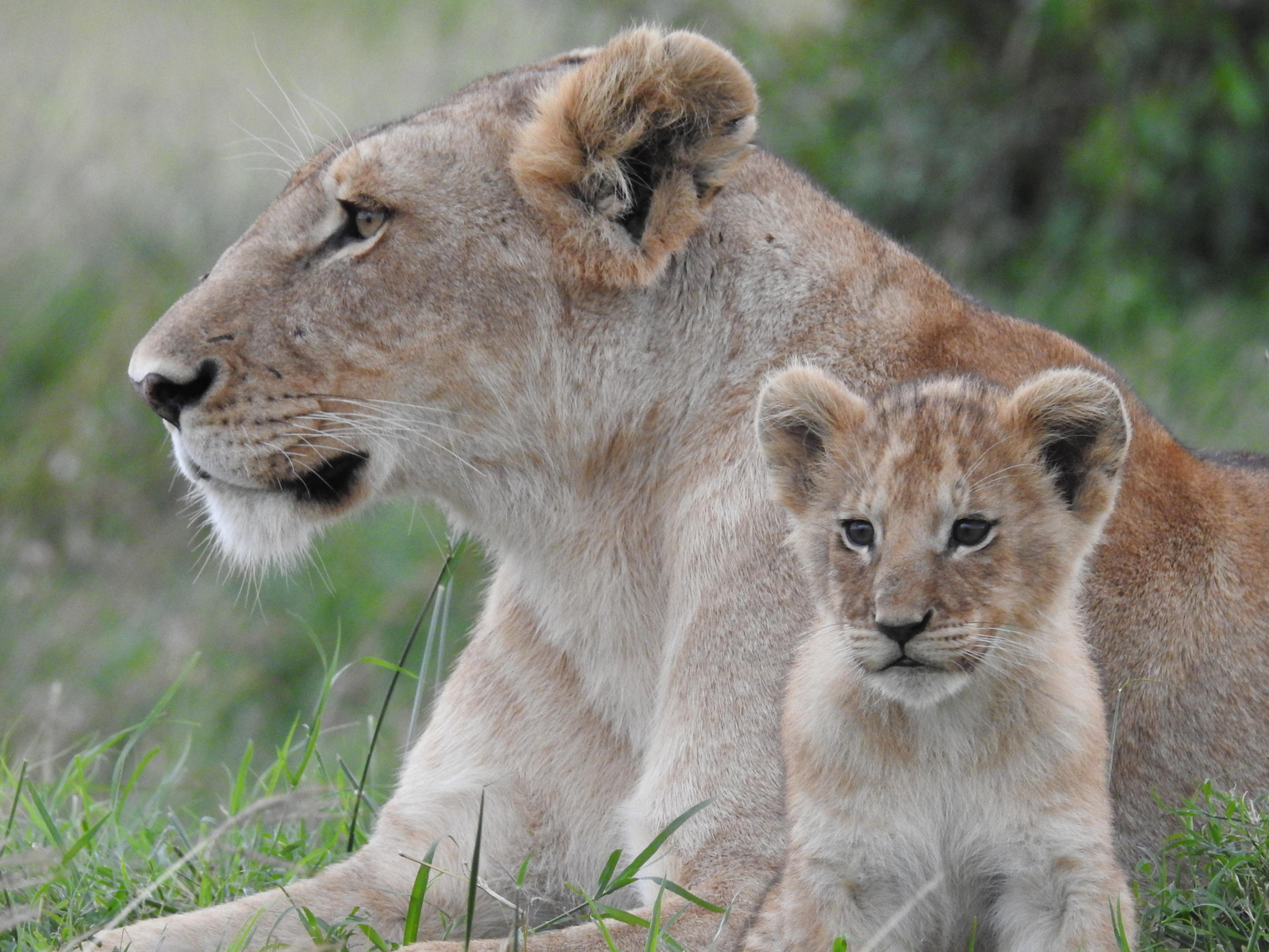 Sentinel Mara Camp Sentinel Mara Camp: Löwin mit Jungtier Nahaufnahme