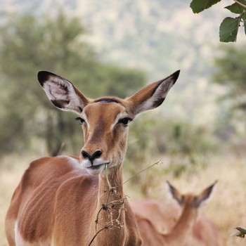 Serian Serengeti Lamai: Impala