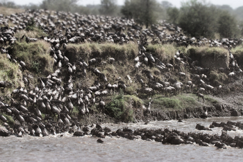 Serian Serengeti Lamai: Migration Crossing