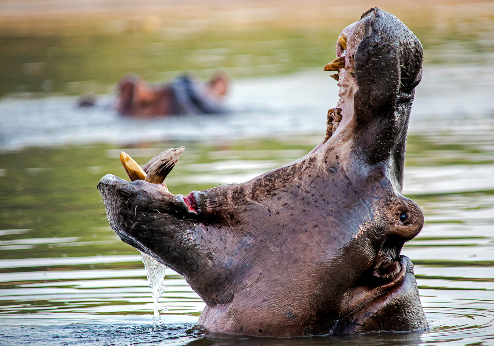 Shenton Safaris Shenton Safaris: Hippo Hide