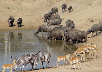 Shenton Safaris Shenton Safaris: Wild Dog Lagoon Hide