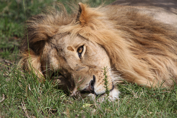 Sirikoi Lodge Sirikoi Lodge: Ruhender Löwe
