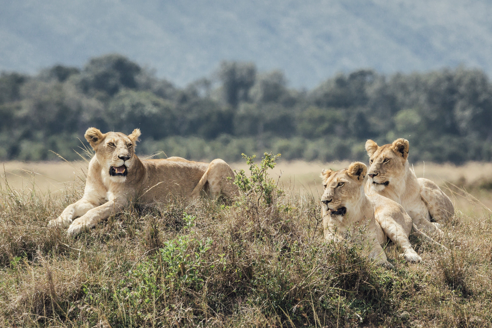 Tangulia Mara Camp Tangulia Mara Camp: Löwen im Gras