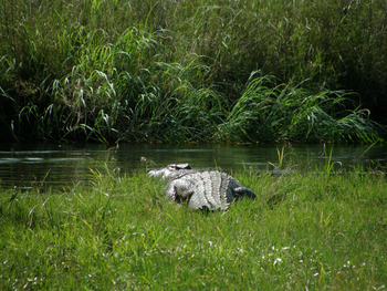 Wasa Lodge: Nilkrokodil