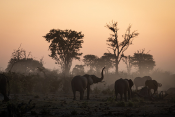 Wilderness Mokete Camp: Witternde Elefanten