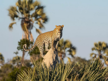 Xigera Safari Lodge Xigera Safari Lodge: Leopard auf Termitenbau