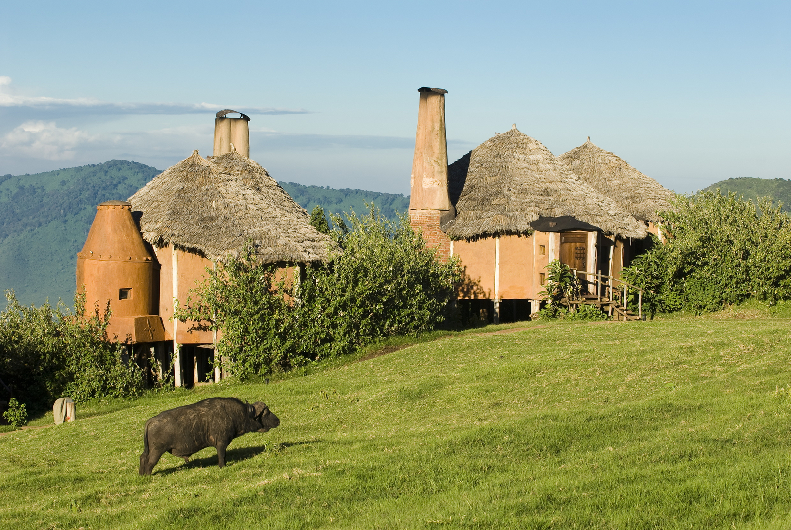 andBeyond Ngorongoro Crater Lodge andBeyond Ngorongoro Crater Lodge: Büffel vor der Lodge