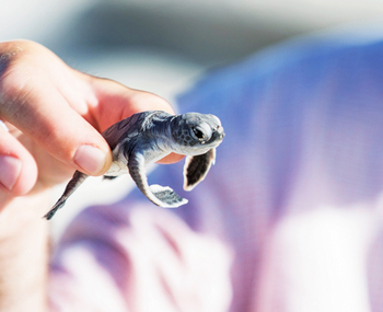 Alphonse Island Lodge: Baby Turtle