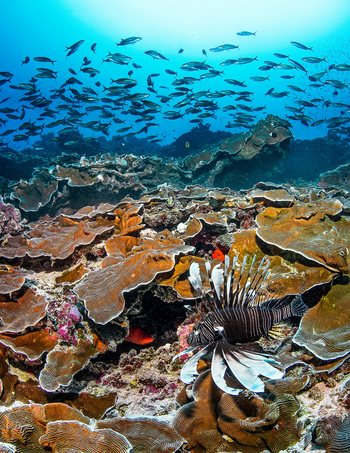 Astove Coral House: Drachenfisch