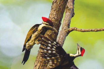 Bamboo Forest Safari Lodge: Streak-throated Woodpecker