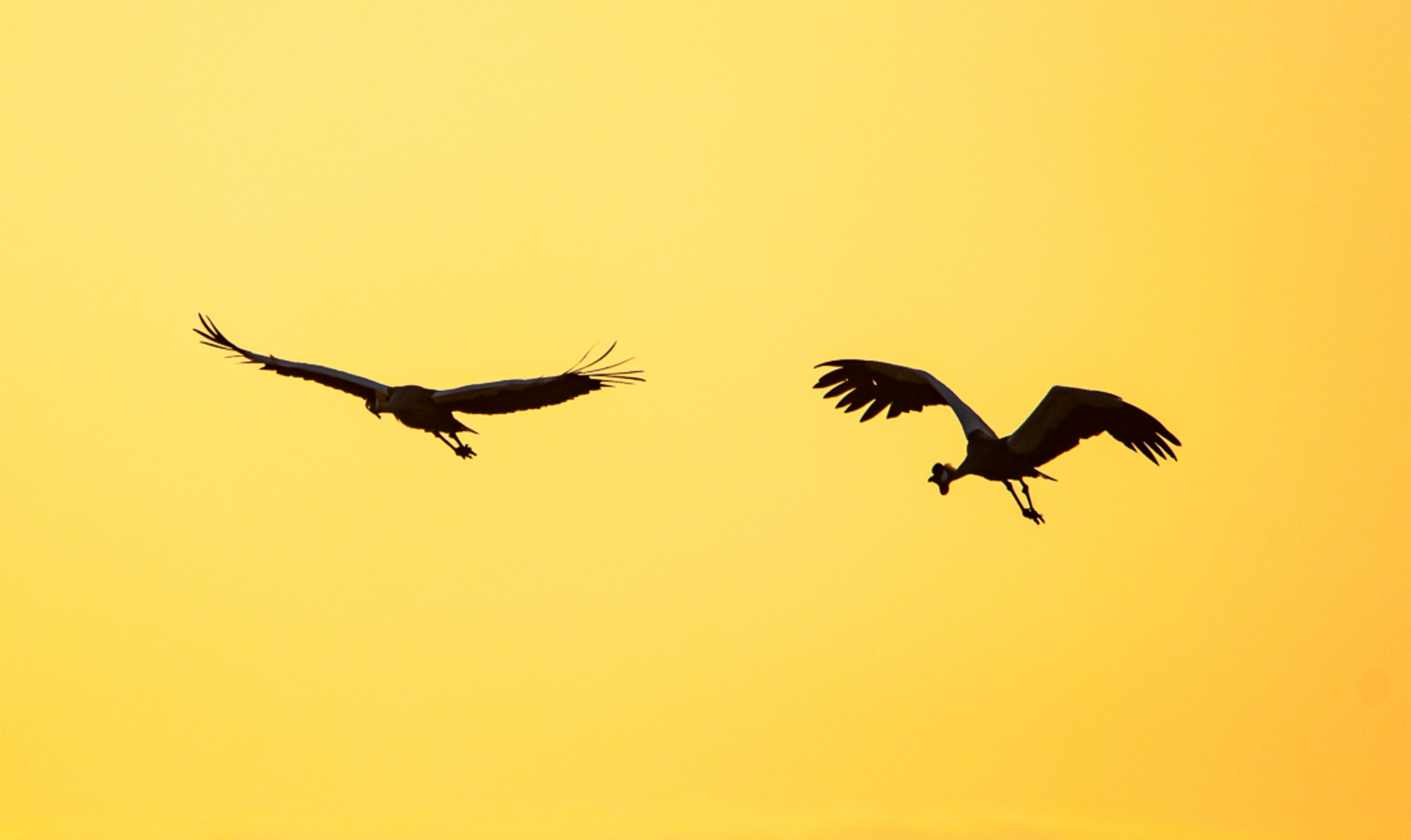 Bushcamp Company Bushcamp Company: Kronenkraniche