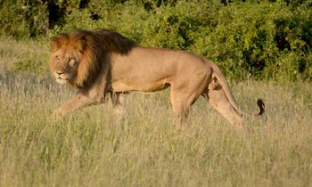 Camp Savuti: Männlicher Löwe