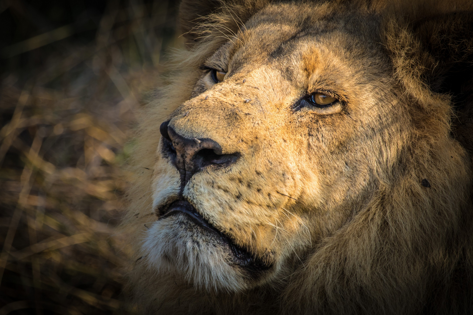 Chief's Island Chief's Island: Stoische Ruhe