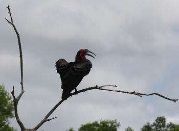 Chilo Ivory Trail Adventure: Ground Hornbill