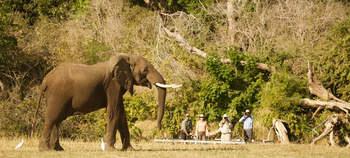 Chitake Mobile Camp Chitake Mobile Camp: Elefantenbulle