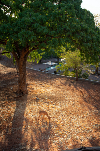 Chobe Bush Lodge Chobe Bush Lodge: Resident Impala