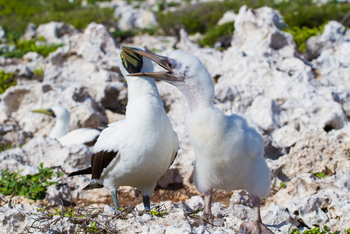 Cosmoledo Eco Camp: Hungriger Maskentölpel