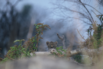 Dulini River: Leopardenbaby