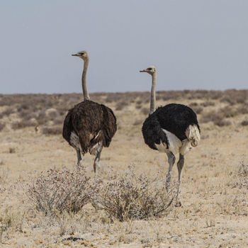 Eagle Tented Lodge: Straußenpaar