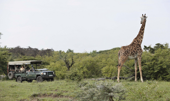 Encounter Mara Camp: Giraffe