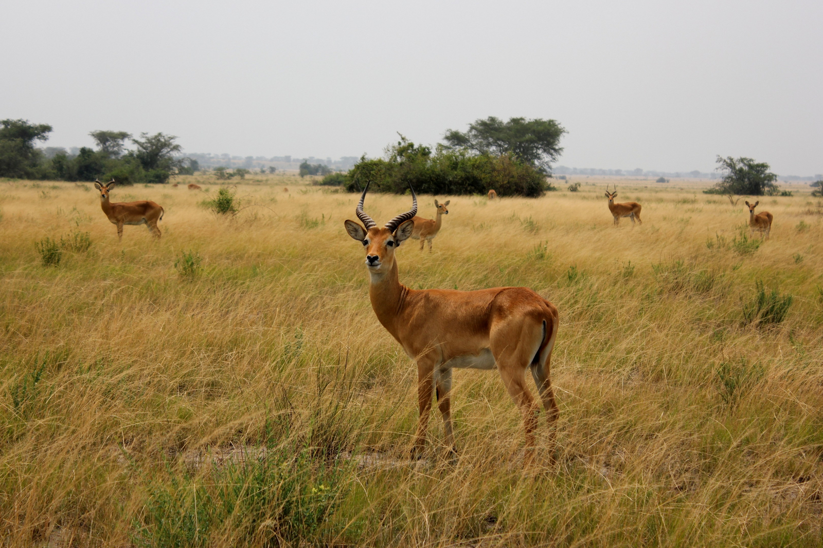Enjojo Lodge Enjojo Lodge: Impala-Bock