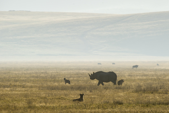 Entamanu Ngorongoro Camp: Spitzmaulnashorn mit Hyänen
