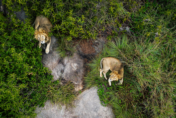 Esirai Camp: Löwen im Gras