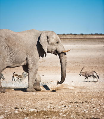 Etosha Safari Camp: Elefantenbulle