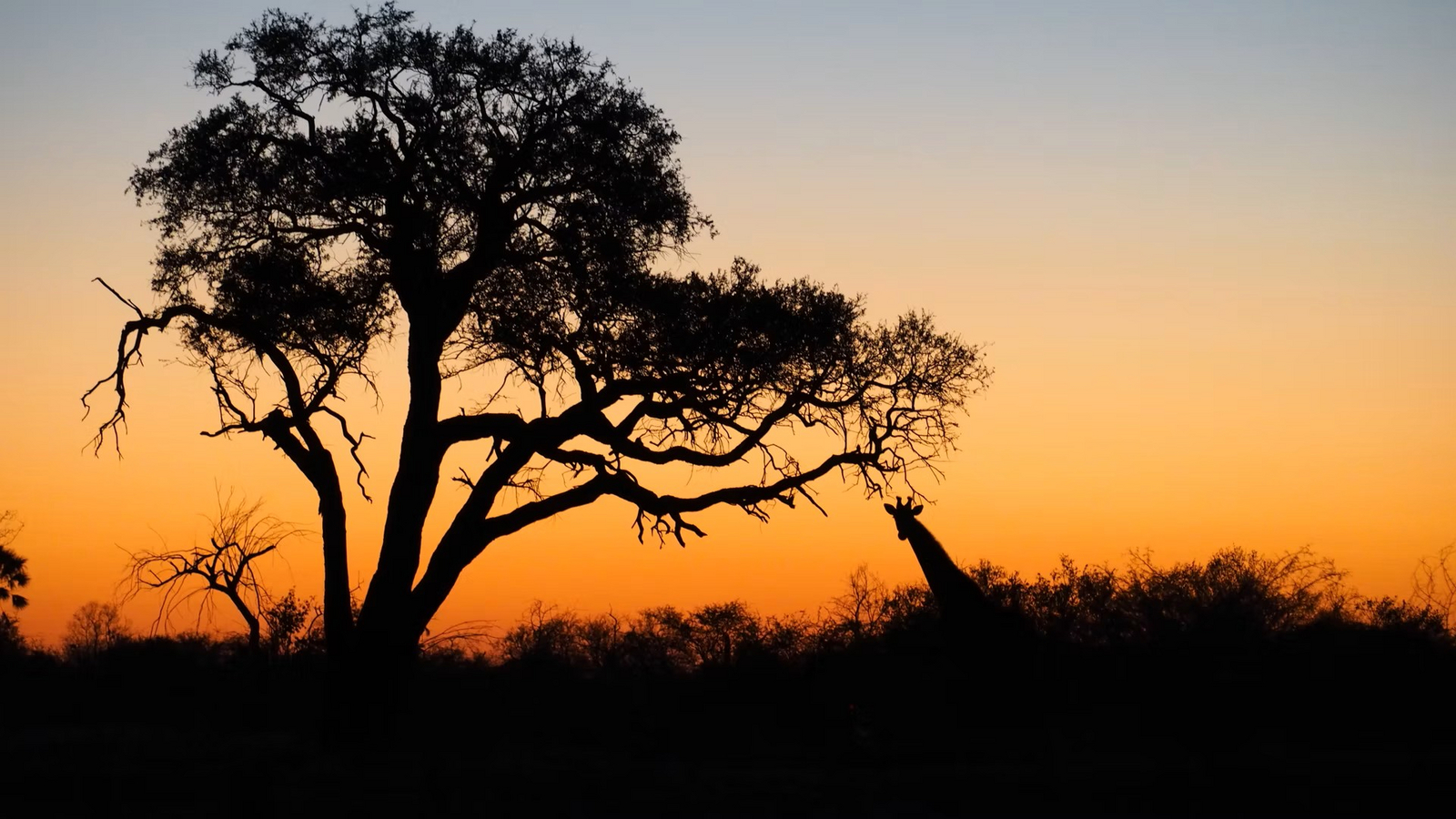 Fiume Bush Camp Fiume Bush Camp: Giraffe im Sonnenuntergang