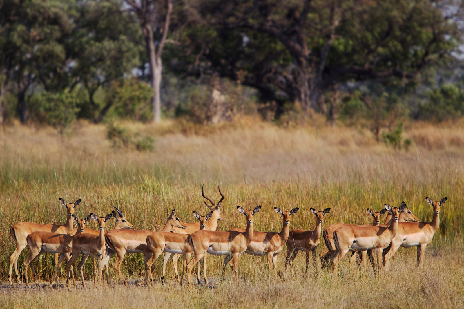 Kanana Camp Kanana Camp: Impalaherde