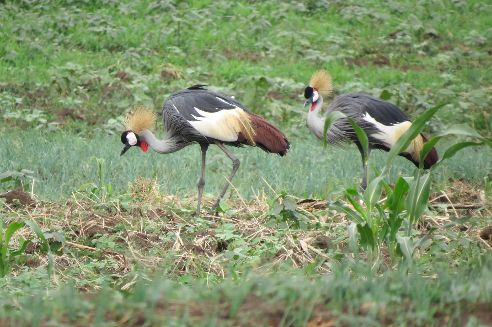 Katara Lodge Katara Lodge: Kronenkraniche