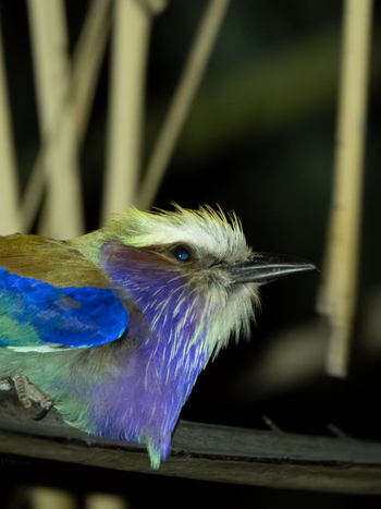 Kisima Ngeda Camp: Gabelracke