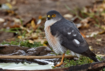 Konkamoya Lodge: Litte Sparrowhawk - Accipiter minullus
