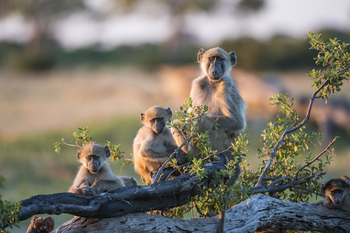 Linkwasha Camp Linkwasha Camp: Junge Paviane