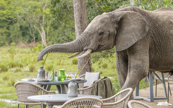 Little Governors' Camp Little Governors' Camp: Einziger Gast