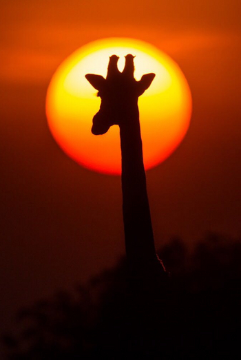 Luambe Camp: Giraffensilhouette