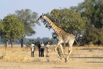 Luangwa Bush Camping Luangwa Bush Camping: Thornicroft-Giraffe